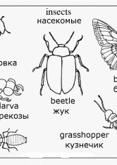 Раскраска Насекомые по английский