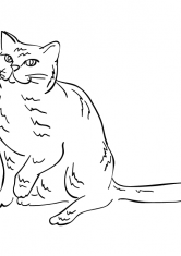 Раскраска Большая кошка 