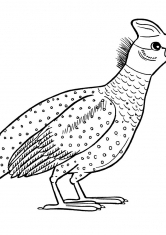 Раскраска Цесарка