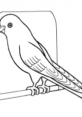 Раскраска Волнистый попугай