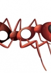 Раскраска Красный муравей