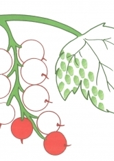 Раскраска Гроздь смородины