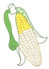 Раскраска Желтая кукуруза